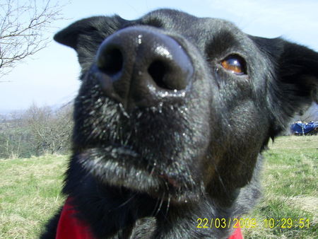 Labrador Retriever wo is die sonne?