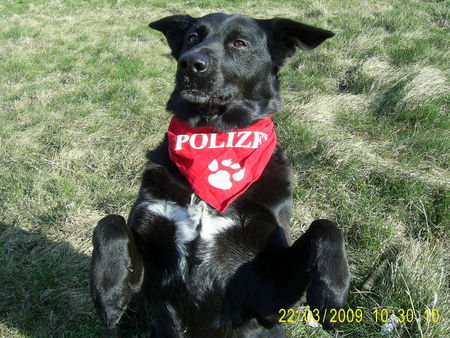 Labrador Retriever vom winde verweht