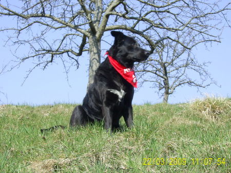 Labrador Retriever vom winde verweht