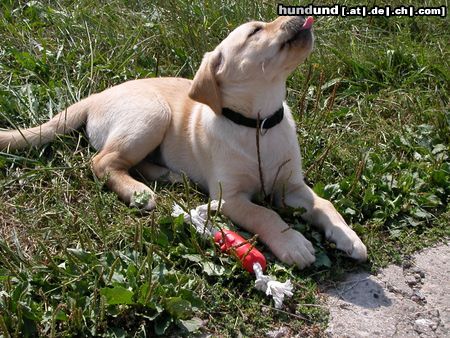 Labrador Retriever Skill