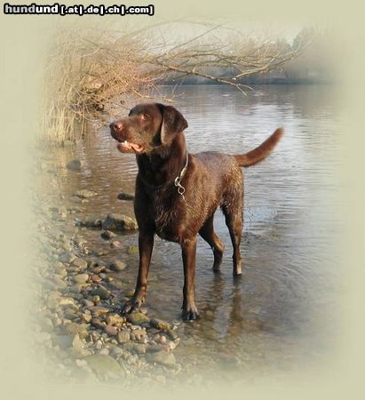 Labrador Retriever Tango