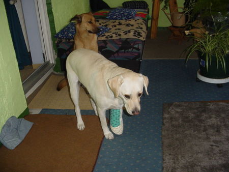 Labrador Retriever Lady hatte sich eine Zehe gebrochen