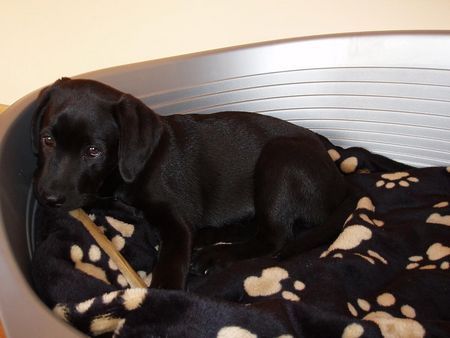 Labrador Retriever Luna - aus der Zucht \\