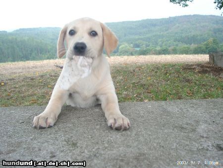 Labrador Retriever  Justin 12 Wochen und schon Blödsinn im Kopf