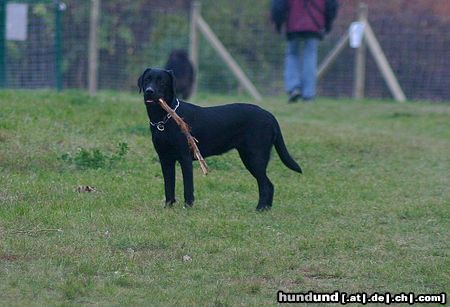 Labrador Retriever WB 01.11.05