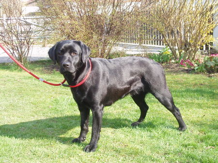 Labrador Retriever