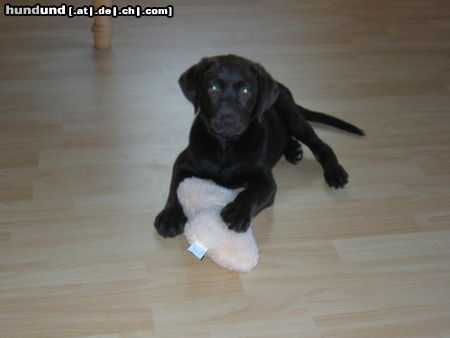 Labrador Retriever Enny, 4Monate