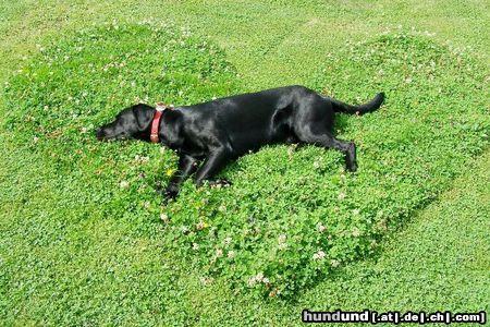 Labrador Retriever mein Herz