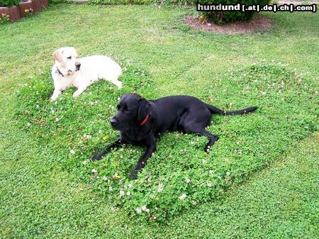 Labrador Retriever drei Herzchen