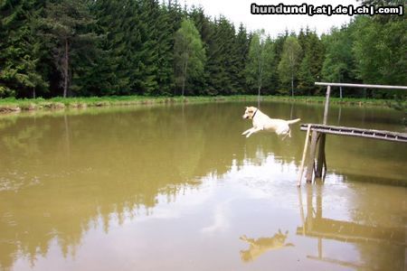 Labrador Retriever Benny 