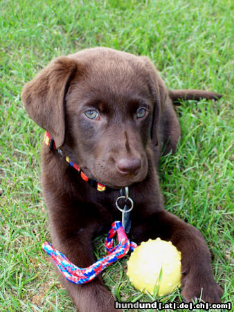 Labrador Retriever Labrador -Welpen vom Klöpperhof