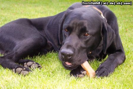 Labrador Retriever der gehört mir...