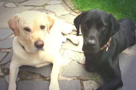 Labrador Retriever was ist los...