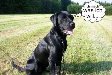 Labrador Retriever ich mach was ich will...