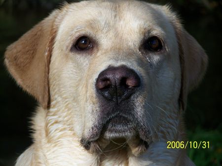 Labrador Retriever