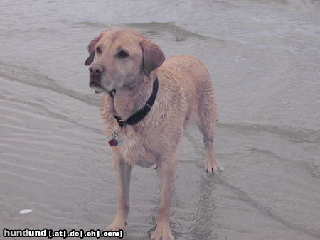 Labrador Retriever Badespass a.d. Ostsee