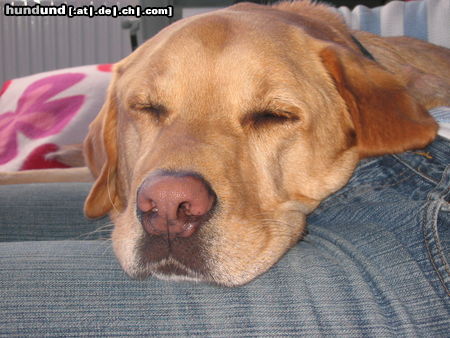 Labrador Retriever Meeresluft macht müde