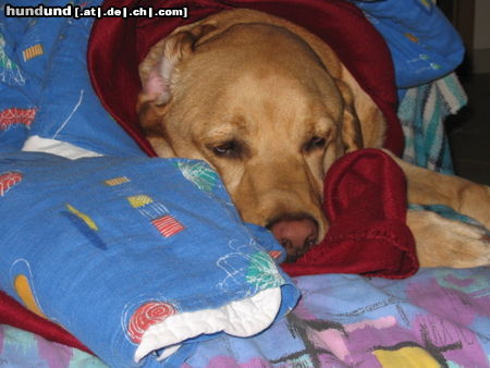 Labrador Retriever Schwimmen macht müde