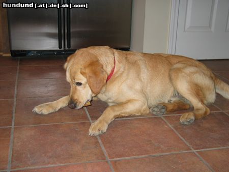 Labrador Retriever unser Treaver