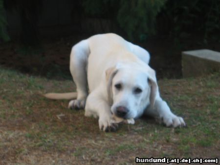 Labrador Retriever Simba 6 Monate