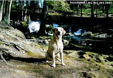 Labrador Retriever Speik im Harz