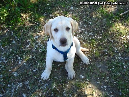 Labrador Retriever Lieb, lieber Bruno