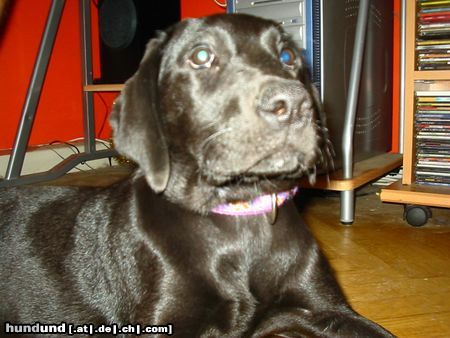 Labrador Retriever Casha of black horses