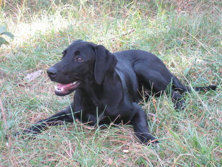 Labrador Retriever Pause...