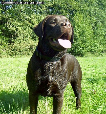 Labrador Retriever Grizzly der Schokobomber