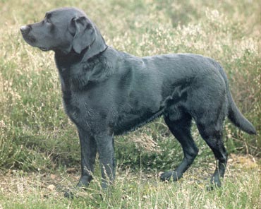 Labrador Retriever