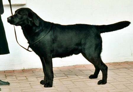 Labrador Retriever Bryndafydd Adanedhel