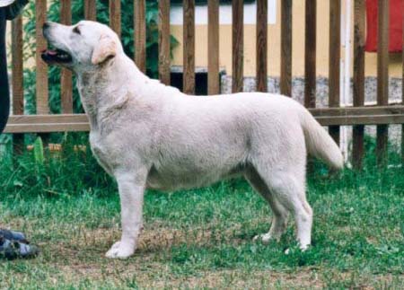 Labrador Retriever Georwill S Four Seasons