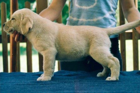 Labrador Retriever Inishfree High Voltage Of Ashford Castle