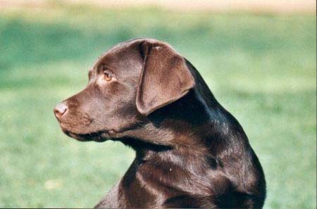 Labrador Retriever Tormentil Ashford Spirit