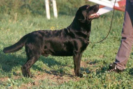 Labrador Retriever Sheenaron Merry Sailor