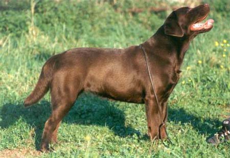 Labrador Retriever Penny Royals Sound Of Music