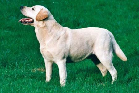 Labrador Retriever Carpenny What S What