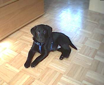 Labrador Retriever