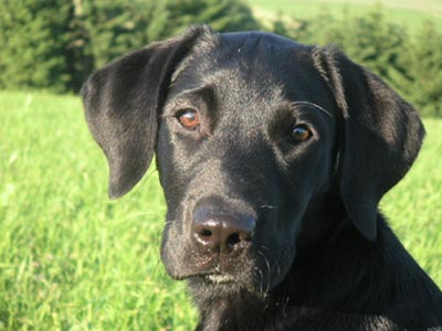 Labrador Retriever Juri, Da Capo von der Schallermühle