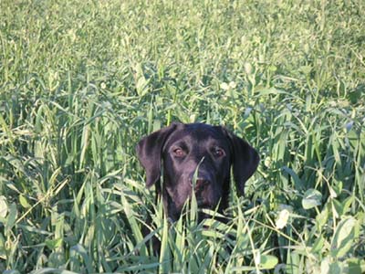 Labrador Retriever Juri, Da Capo von der Schallermühle