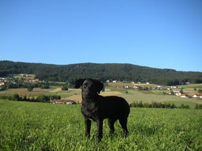 Labrador Retriever Juri, Da Capo von der Schallermühle