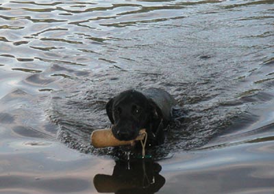 Labrador Retriever Juri, Da Capo von der Schallermühle