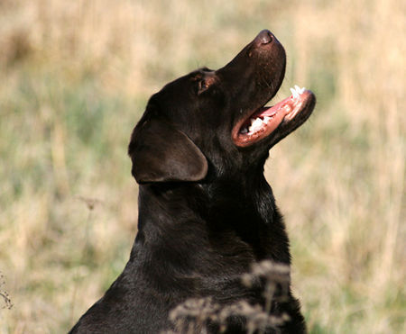 Labrador Retriever Der süsseste Labrador  Deckrüde 