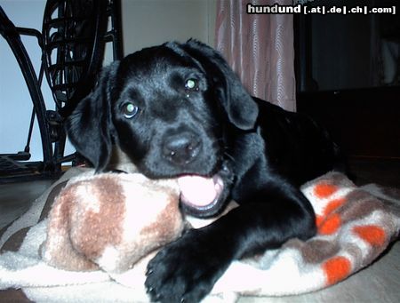 Labrador Retriever Mephisto mit ca.5 Monate