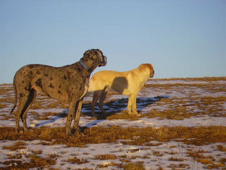 Labrador Retriever Die zwei BELEIDIGTEN