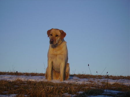 Labrador Retriever Bin zwar ein Schäferhund Labrador Mix aberv ich sehe doch voll echt aus, oder???