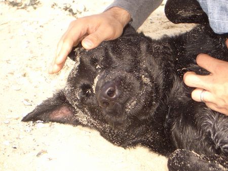 Labrador Retriever Rocko hat Urlaub und er liebt den Strand..