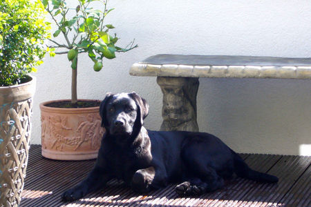 Labrador Retriever Fina