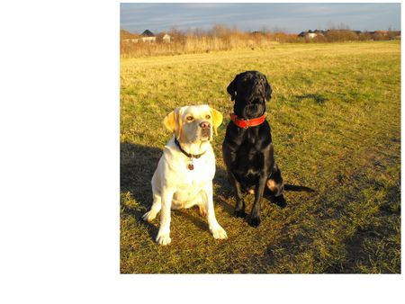 Labrador Retriever Beste Freundinnen... Boo & Sheela