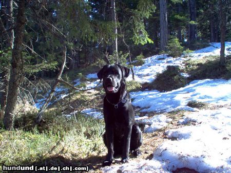 Labrador Retriever Mephisto mit ca. 1 Jahr